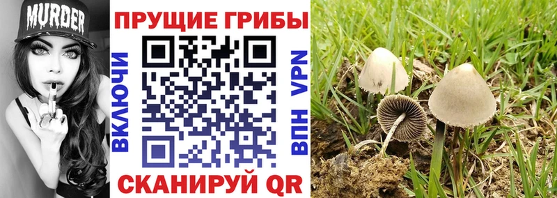 Псилоцибиновые грибы Psilocybe  Кочубеевское 